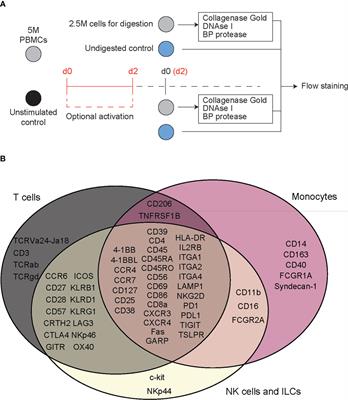 Strategies for optimizing CITE-seq for human islets and other tissues